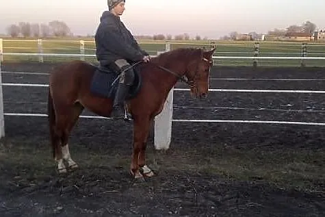 ARON kasztan 5 lat 147 cm