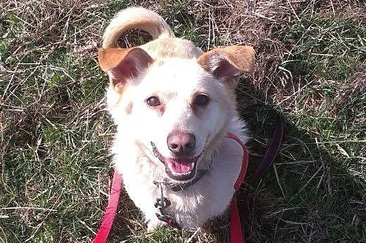 White mini labrador biszkoptowy czeka na dom,  maz