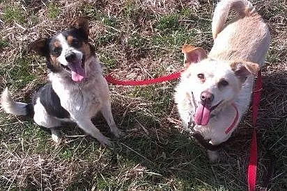 White mini labrador biszkoptowy czeka na dom,  maz