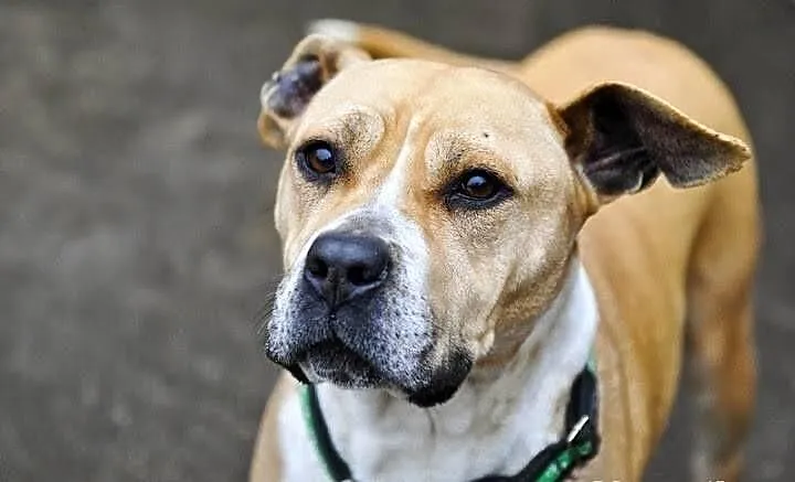 Tasza - młoda suczka w typie rasy amstaff, adopcja