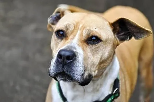 Tasza - młoda suczka w typie rasy amstaff, adopcja