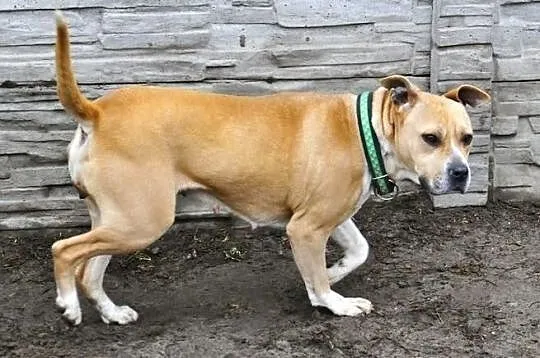 Tasza - młoda suczka w typie rasy amstaff, adopcja