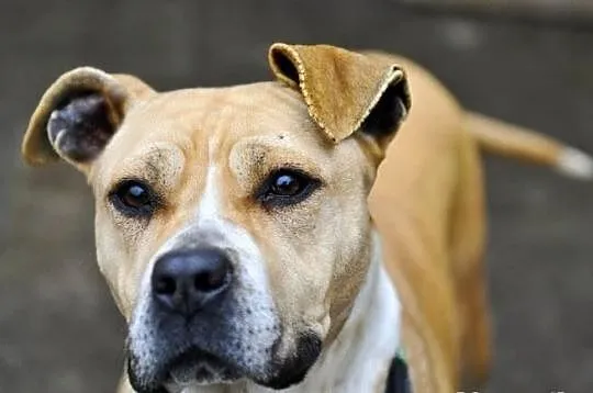Tasza - młoda suczka w typie rasy amstaff, adopcja