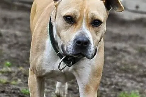 Tasza - młoda suczka w typie rasy amstaff, adopcja