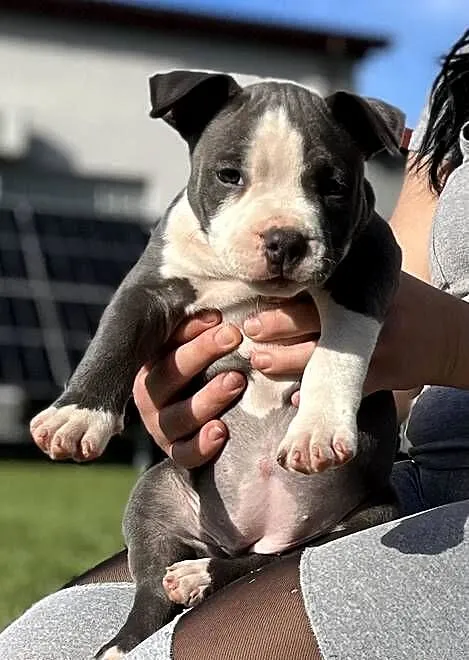 American Bully suczka ABKC Gundabar Dogs, Wielkopolskie, Koło