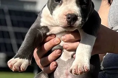 American Bully suczka ABKC Gundabar Dogs, Wielkopolskie, Koło