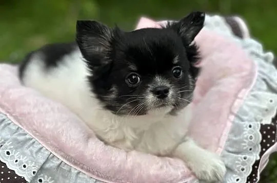 Chihushua długowłosy