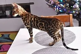 Piękna kotka bengalska Usterka, kot bengalski z ho, Konin