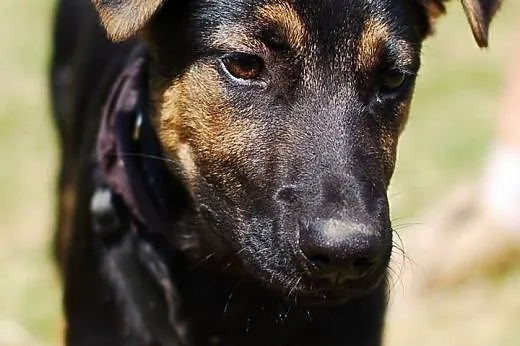 ELTON -4miesięczny wilczurek do adopcji ,  łódzkie