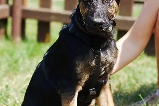 ELTON -4miesięczny wilczurek do adopcji ,  łódzkie