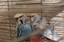 Papugi faliste helikoptery