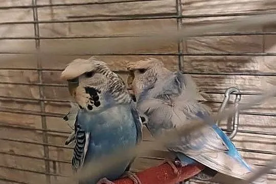 Papugi faliste helikoptery