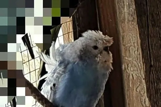Papugi faliste helikoptery, Lubelskie, Motycz