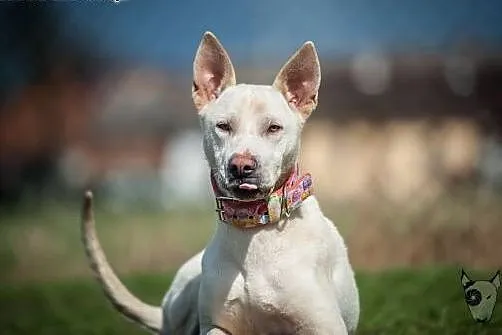Cleo-sunia do pokochania,  śląskie Racibórz