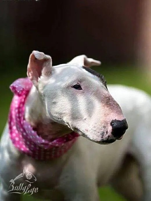 Bullterierka WIZJA do adopcji, śląskie Racibórz