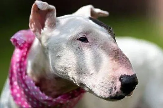 Bullterierka WIZJA do adopcji,  śląskie Racibórz