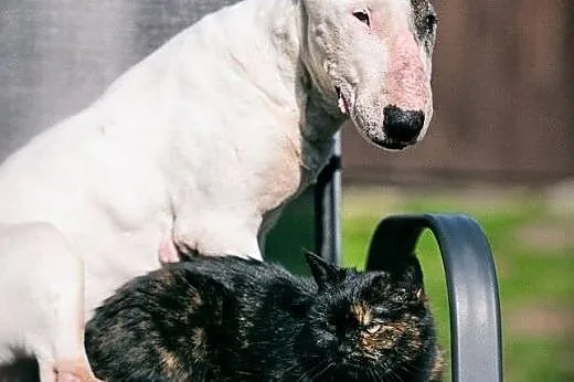 Bullterierka WIZJA do adopcji,  śląskie Racibórz