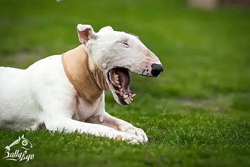 Bullterierka WIZJA do adopcji,  śląskie Racibórz