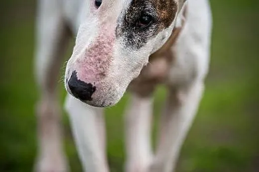 Bullterierka WIZJA do adopcji,  śląskie Racibórz