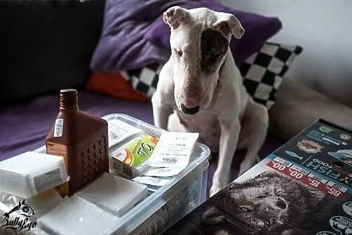 Bullterierka WIZJA do adopcji,  śląskie Racibórz