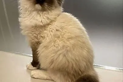 Kotka wystawowo-hodowlana FPL ragdoll, Śląskie, Katowice