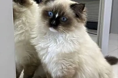 Kotka wystawowo-hodowlana FPL ragdoll, Śląskie, Katowice