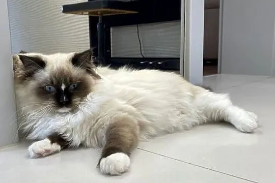 Kotka wystawowo-hodowlana FPL ragdoll, Śląskie, Katowice