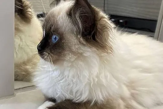Kotka wystawowo-hodowlana FPL ragdoll, Śląskie, Katowice