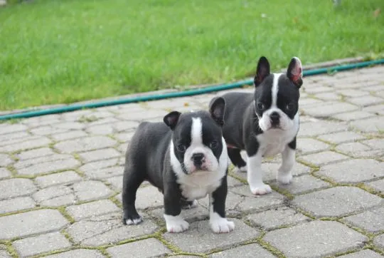 Wspaniały miot szczeniąt rasy boston terrier dostępny