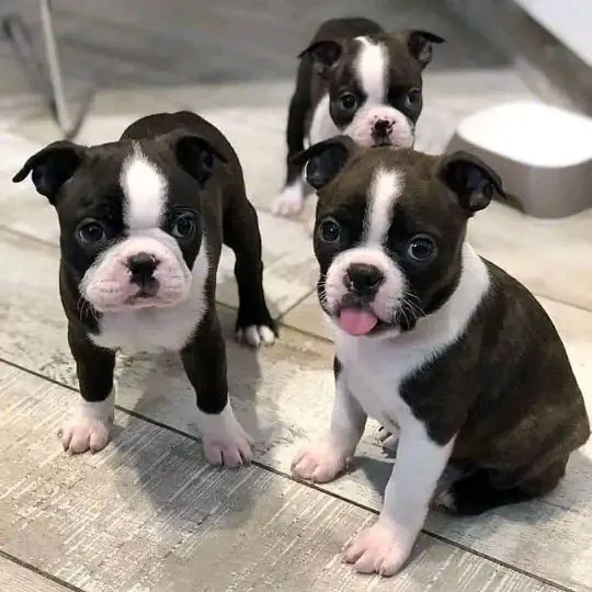 Wspaniały miot szczeniąt rasy boston terrier dostępny, Śląskie, Siemianowice Śląskie