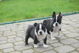 Wspaniały miot szczeniąt rasy boston terrier dostępny
