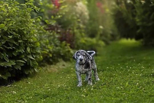 Dog niemiecki FCI samiec merle, gotowy do nowego domku., Wielkopolskie, Gronówko