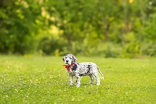 Dog niemiecki FCI samiec merle, gotowy do nowego domku., Wielkopolskie, Gronówko
