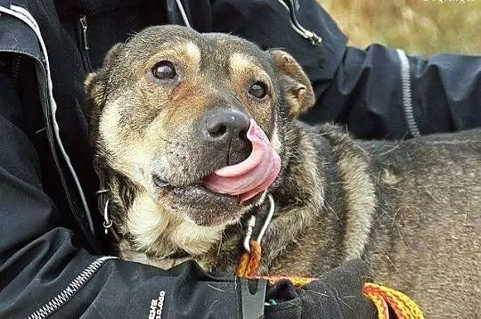 Łagodny, przytulaśny Kongo szuka spokojnego domu!