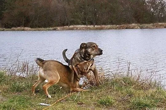 Łagodny, przytulaśny Kongo szuka spokojnego domu!