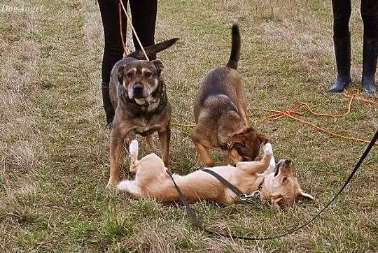 Łagodny, przytulaśny Kongo szuka spokojnego domu!