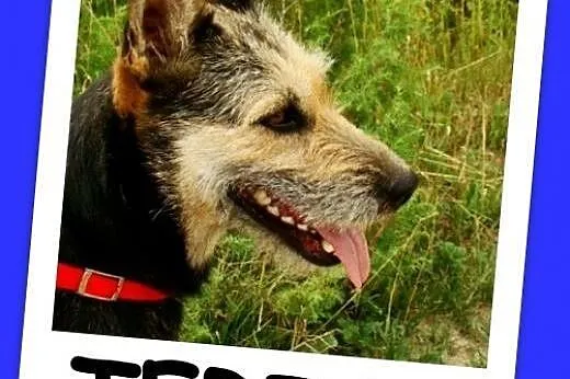 Terier mix, duża 25 kg suczka TERIA,spokojna,grzec