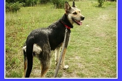 Terier mix, duża 25 kg suczka TERIA,spokojna,grzec
