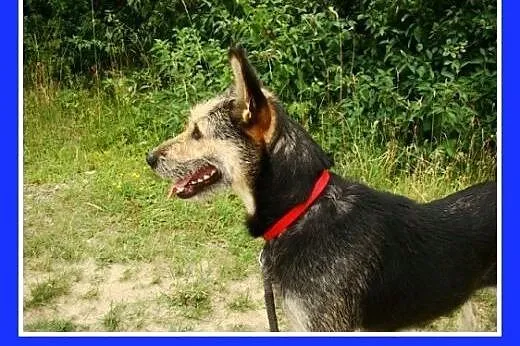 Terier mix, duża 25 kg suczka TERIA,spokojna,grzec
