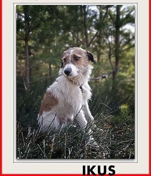 14kg,średni,terier mix,młody,łagodny,kocha wszystkich,szczepiony piesek IKUŚ.ADOPCJA, wielkopolskie Rzeszów, Podkarpackie, Rzeszów