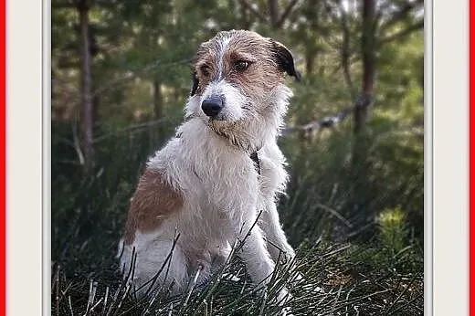 14kg,średni,terier mix,młody,łagodny,kocha wszystkich,szczepiony piesek IKUŚ.ADOPCJA,  wielkopolskie Rzeszów, Podkarpackie, Rzeszów