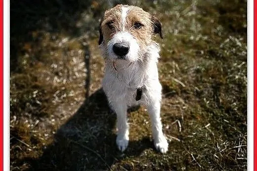 14kg,średni,terier mix,młody,łagodny,kocha wszystkich,szczepiony piesek IKUŚ.ADOPCJA,  wielkopolskie Rzeszów, Podkarpackie, Rzeszów