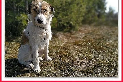 14kg,średni,terier mix,młody,łagodny,kocha wszystkich,szczepiony piesek IKUŚ.ADOPCJA,  wielkopolskie Rzeszów, Podkarpackie, Rzeszów