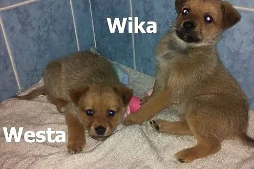 Wika i Westa – szczeniaki potrzebują dom