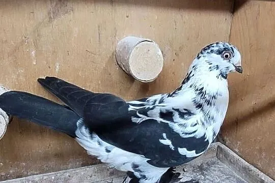 Gołębie Widyny polskie, Łódzkie, Skierniewice