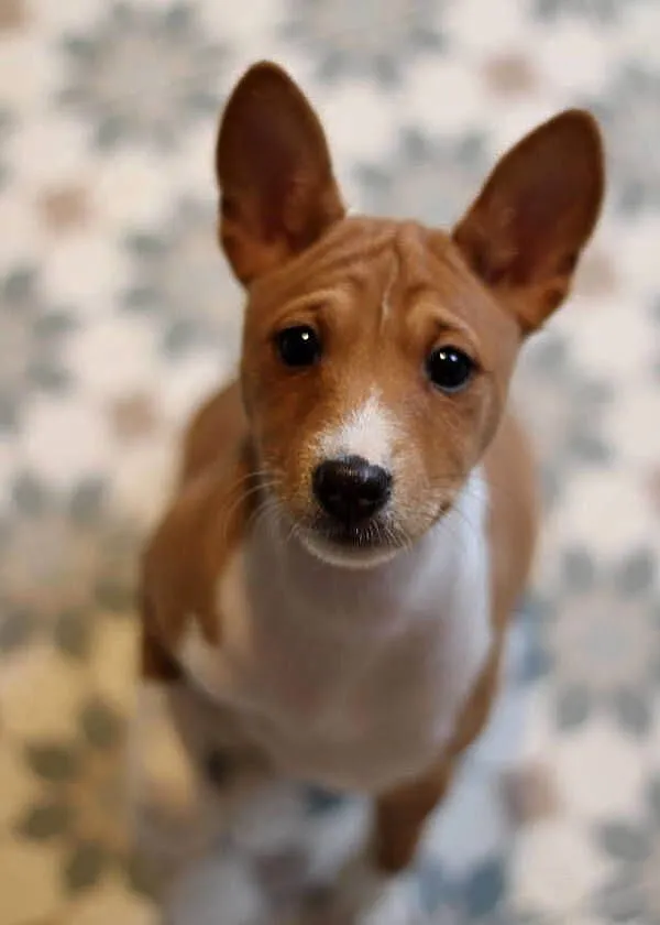 Basenji BELLA z Królestwa Basków, Wielkopolskie, Lipka
