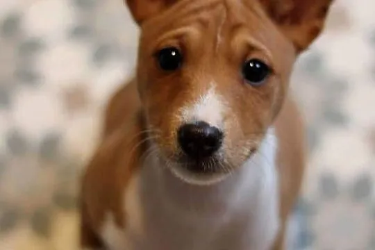 Basenji BELLA z Królestwa Basków, Wielkopolskie, Lipka