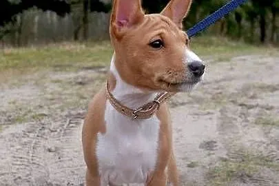 Basenji BELLA z Królestwa Basków, Wielkopolskie, Lipka