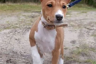 Basenji BELLA z Królestwa Basków, Wielkopolskie, Lipka