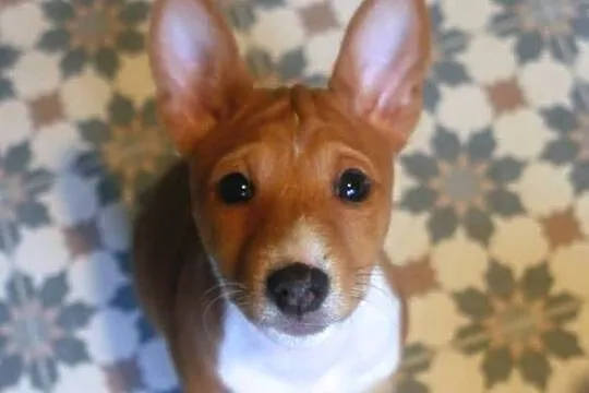 Basenji BELLA z Królestwa Basków, Wielkopolskie, Lipka